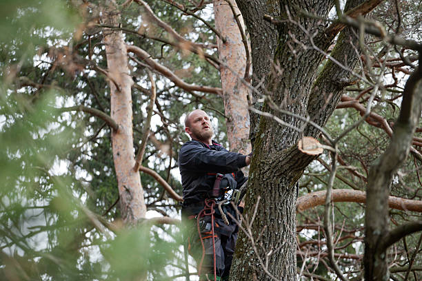 How Our Tree Care Process Works  in  Sidney, MT